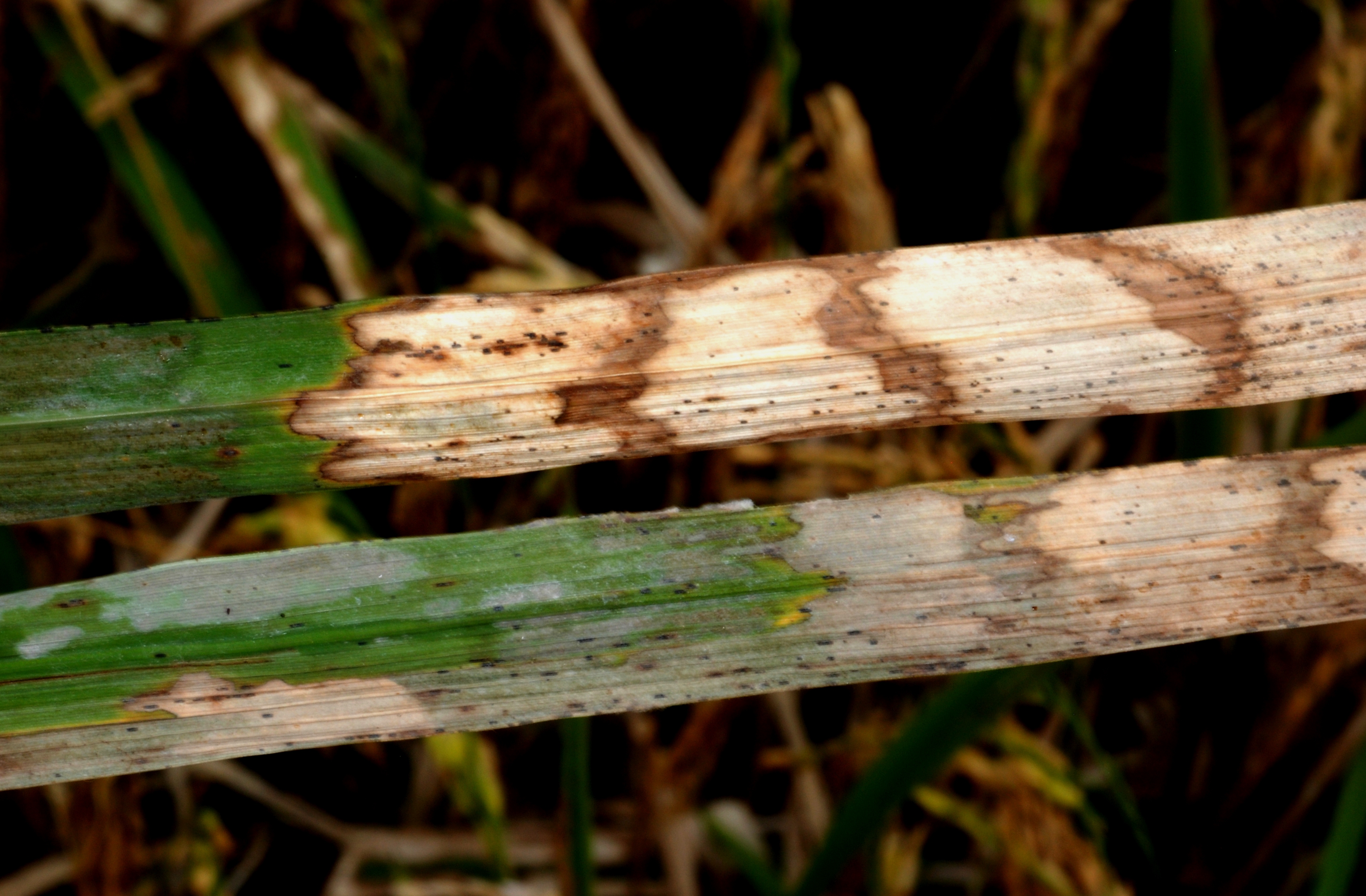 sheath blight leafJPG